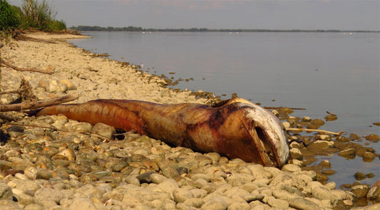 European Wels Catfisch (Silurus Glanis) dead