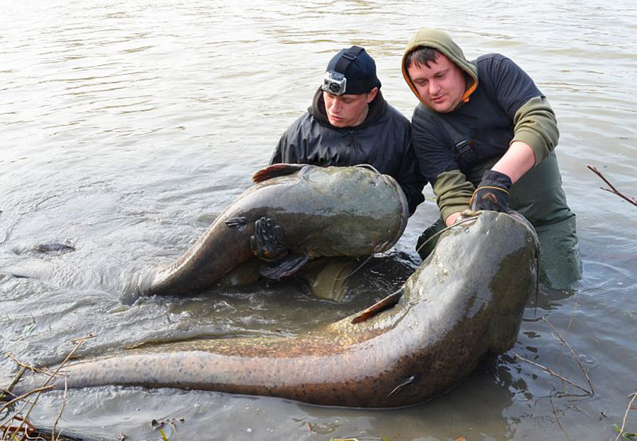 Vitali Dalke Catfishing