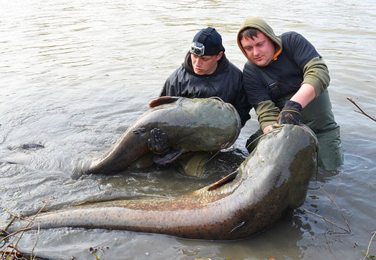Vitali Dalke Catfishing