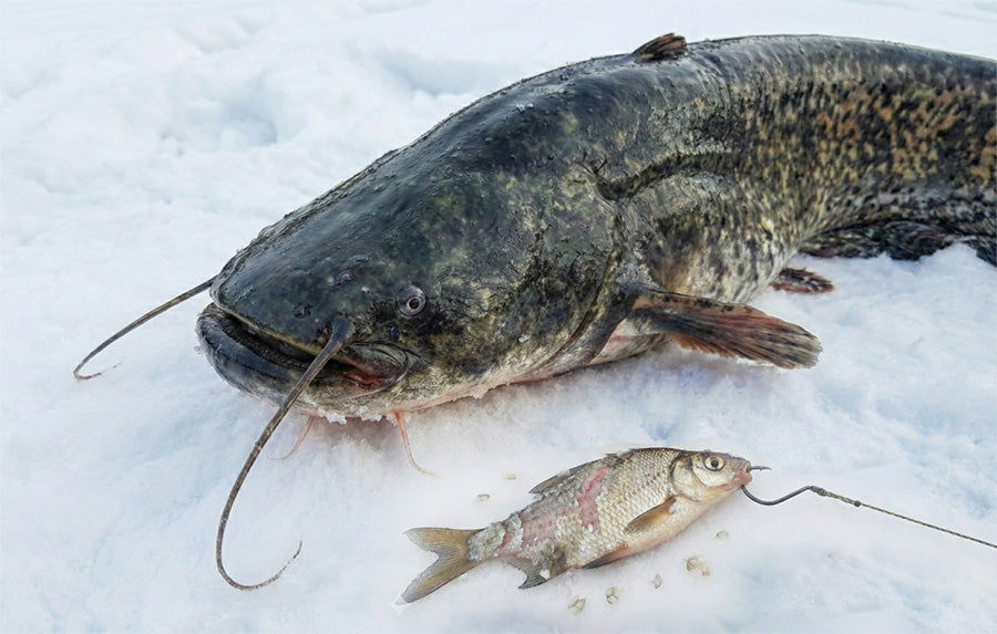 Wels im Winter: Verhalten der Welse und Fangmethoden  DALKE FISHING
