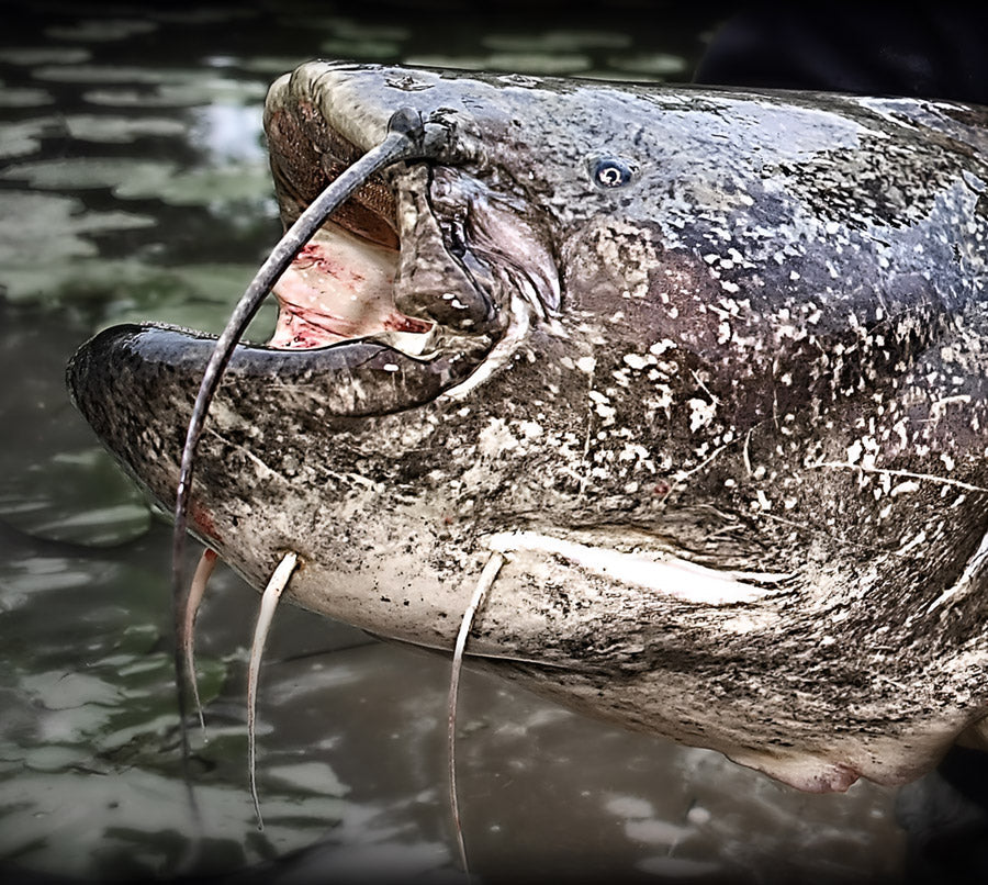 Wie der Wels mit seinen Barteln im Dunkeln jagt: Der Sinnes-Code