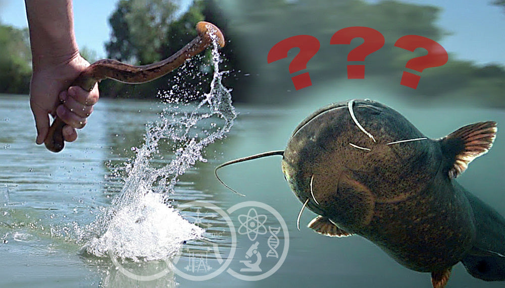 звук квока / Wallerholz lockt